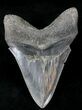 Serrated Megalodon Tooth #21731-2